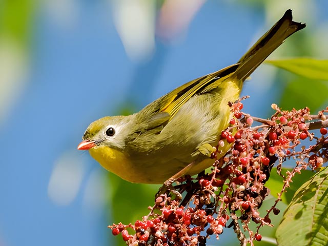 Bird Watching